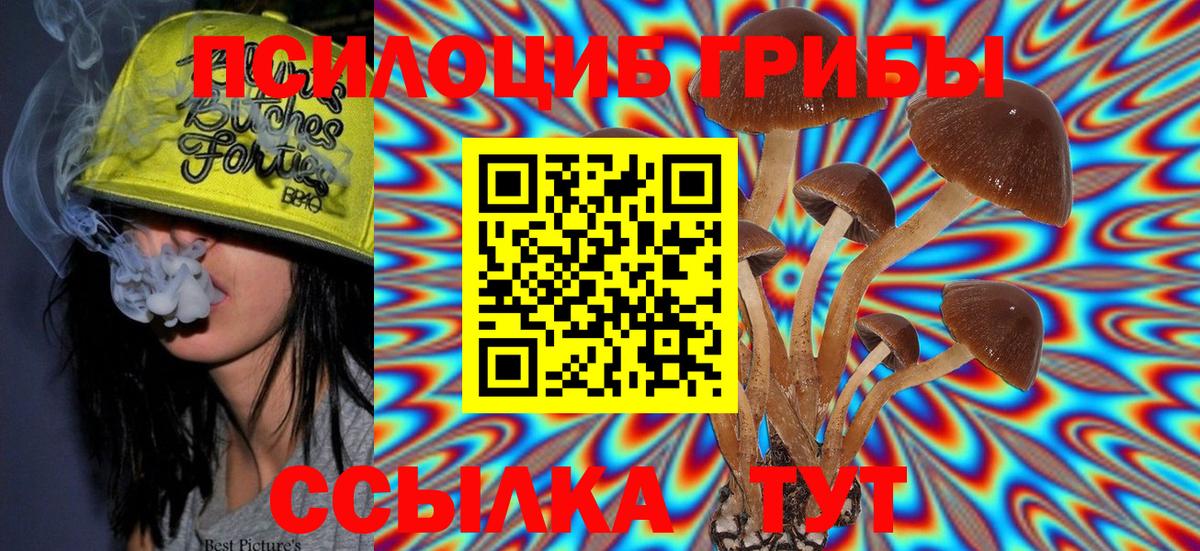 Псилоцибиновые грибы Psilocybe  Вход с VPN  Избербаш 